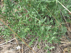 Jacobaea borysthenica