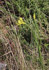Moraea collina