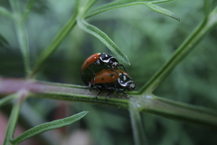 Hippodamia convergens