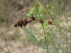 Carex colchica