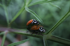 Hippodamia convergens