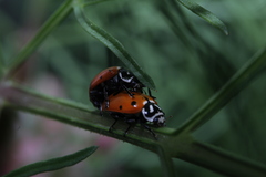 Hippodamia convergens