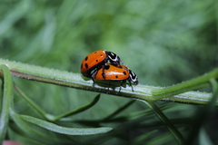 Hippodamia convergens