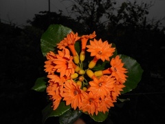 Cordia dodecandra