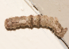 Metarranthis hypochraria