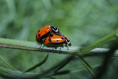 Hippodamia convergens