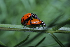 Hippodamia convergens