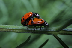 Hippodamia convergens
