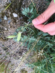 Oxytropis sordida