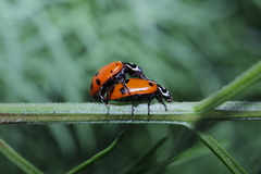 Hippodamia convergens