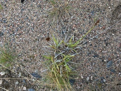 Carex leporina