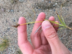 Carex leporina