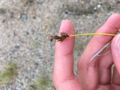 Carex leporina