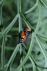 Hippodamia convergens