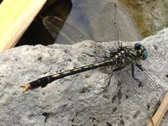 Arigomphus villosipes