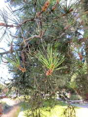 Pinus