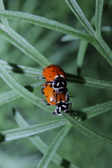 Hippodamia convergens