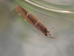 Athripsodes albifrons