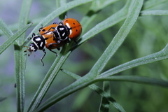 Hippodamia convergens