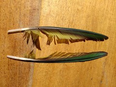 Thectocercus acuticaudatus