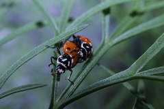 Hippodamia convergens