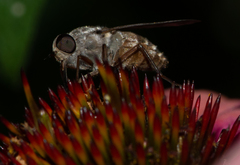 Pangoniinae