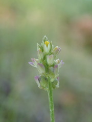 Polygala nuttallii