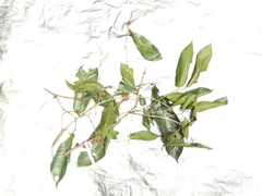 Ficus chartacea
