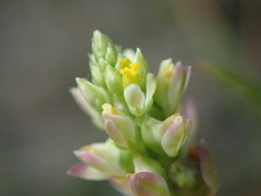 Polygala nuttallii
