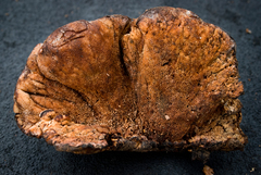 Amylocystis lapponica