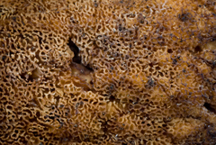 Amylocystis lapponica