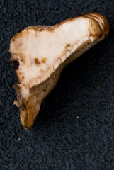 Amylocystis lapponica