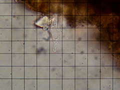 Amylocystis lapponica