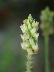 Polygala nuttallii