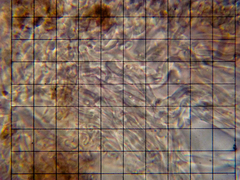 Amylocystis lapponica