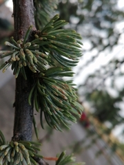 Cedrus atlantica