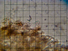 Amylocystis lapponica