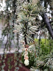 Cedrus atlantica