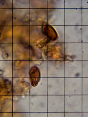 Amylocystis lapponica