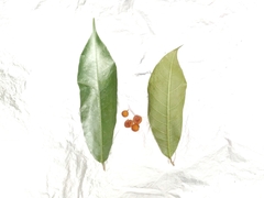 Ficus chartacea