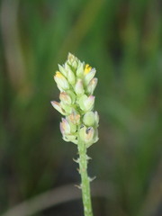Polygala nuttallii