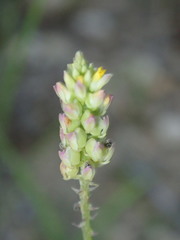 Polygala nuttallii