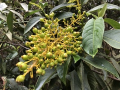 Palicourea lineariflora