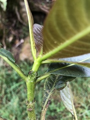 Palicourea lineariflora