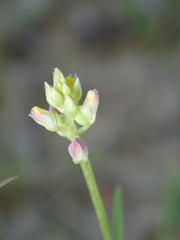 Polygala nuttallii