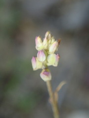 Polygala nuttallii