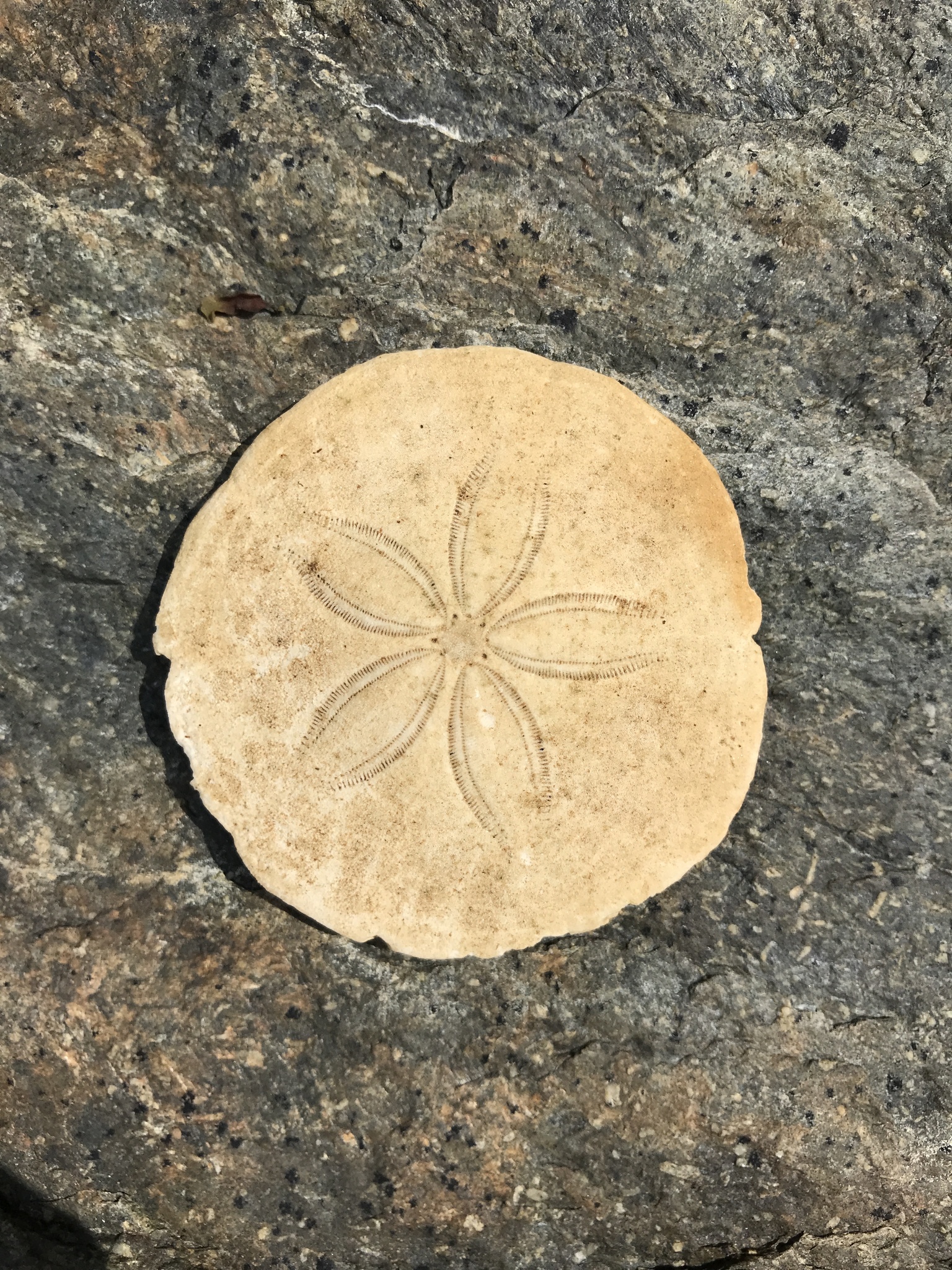 Common Sand Dollar (Echinarachnius parma) · iNaturalist