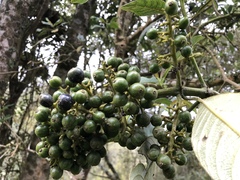 Palicourea lineariflora