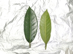 Ficus vasculosa