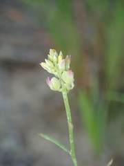 Polygala nuttallii
